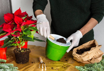 Indoor Plant Fertilizer: Nurture Your Plants with Karudaa Coirs Fertilizers