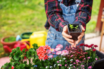 The Essential Guide to Cocopeat for Thriving Plants