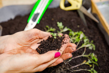 From Pasture to Pot Cultivating Success with Cow Manure Fertilizer