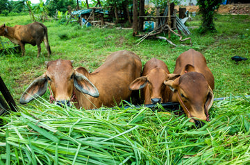 Best Desi cow manure