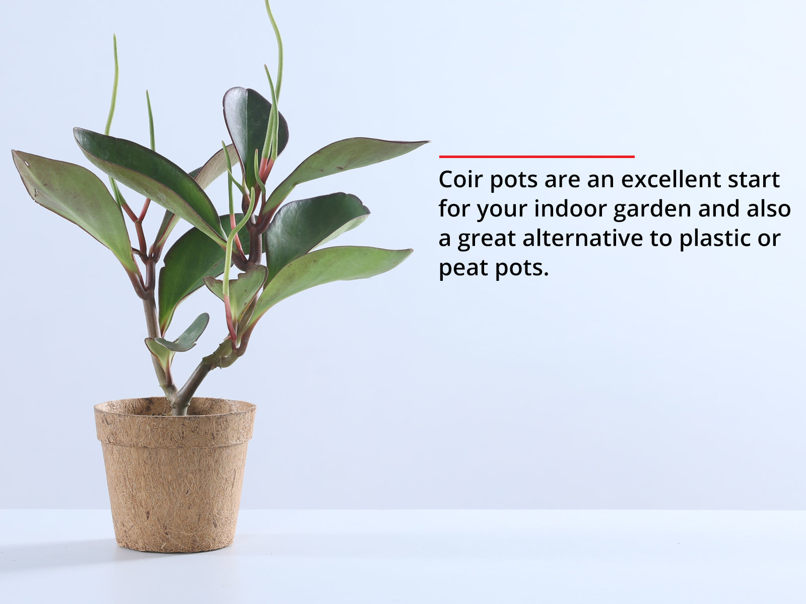Coir Seedling Pots