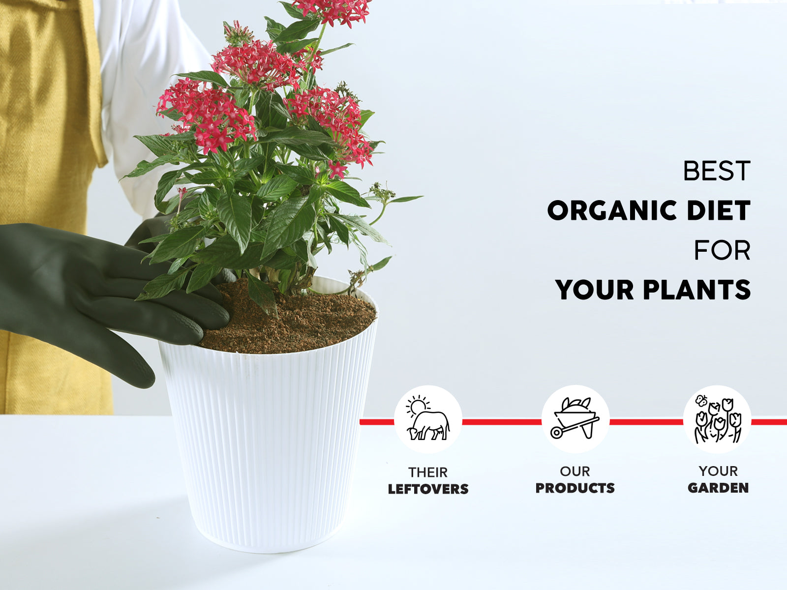 Potting soil for indoor plants