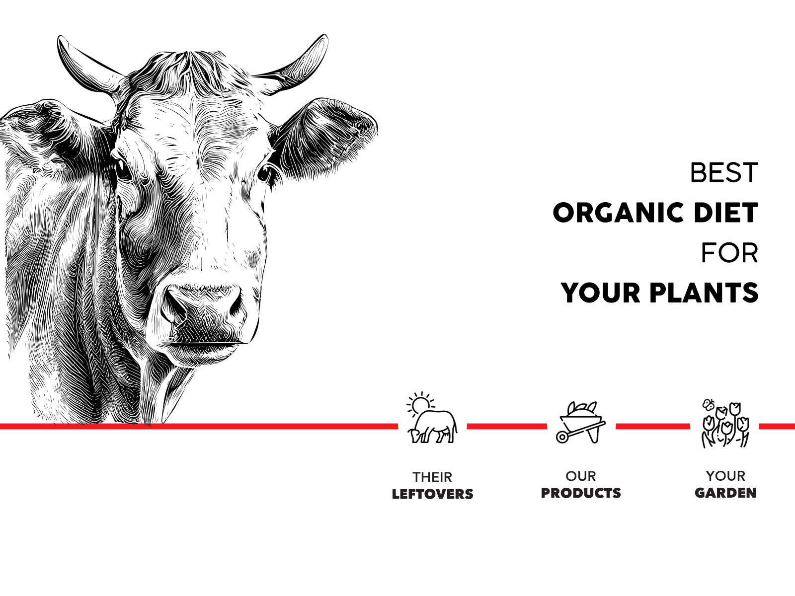 Desi Cow manure