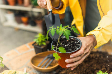 Harnessing the Power of Nature: Goat Manure Fertilizer