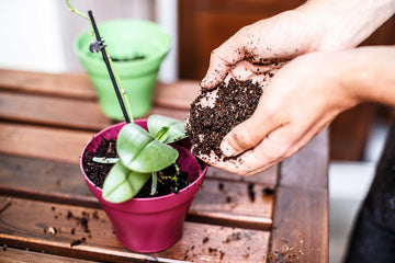 How You Should Fertilize Your House plants
