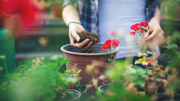 The Perfect Potting Mix for Your Indoor Plants