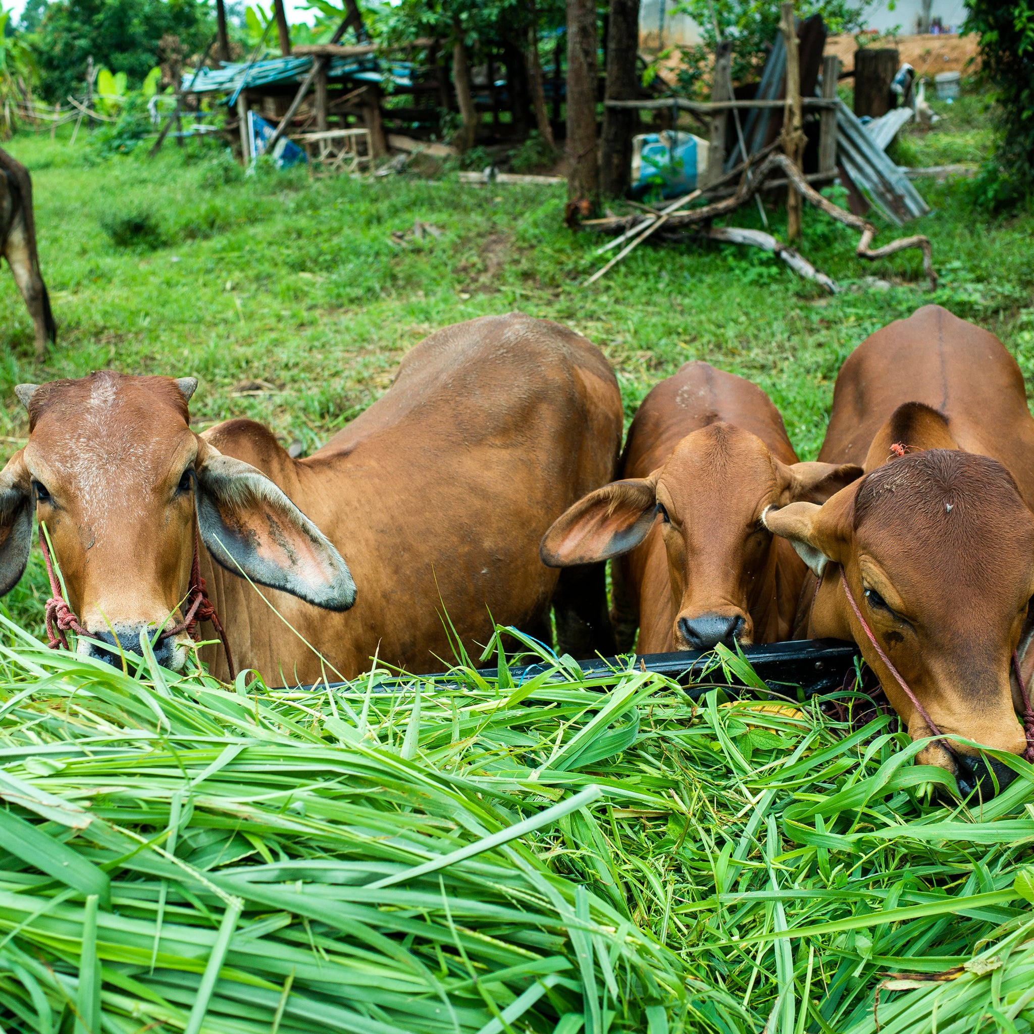 Best Desi cow manure