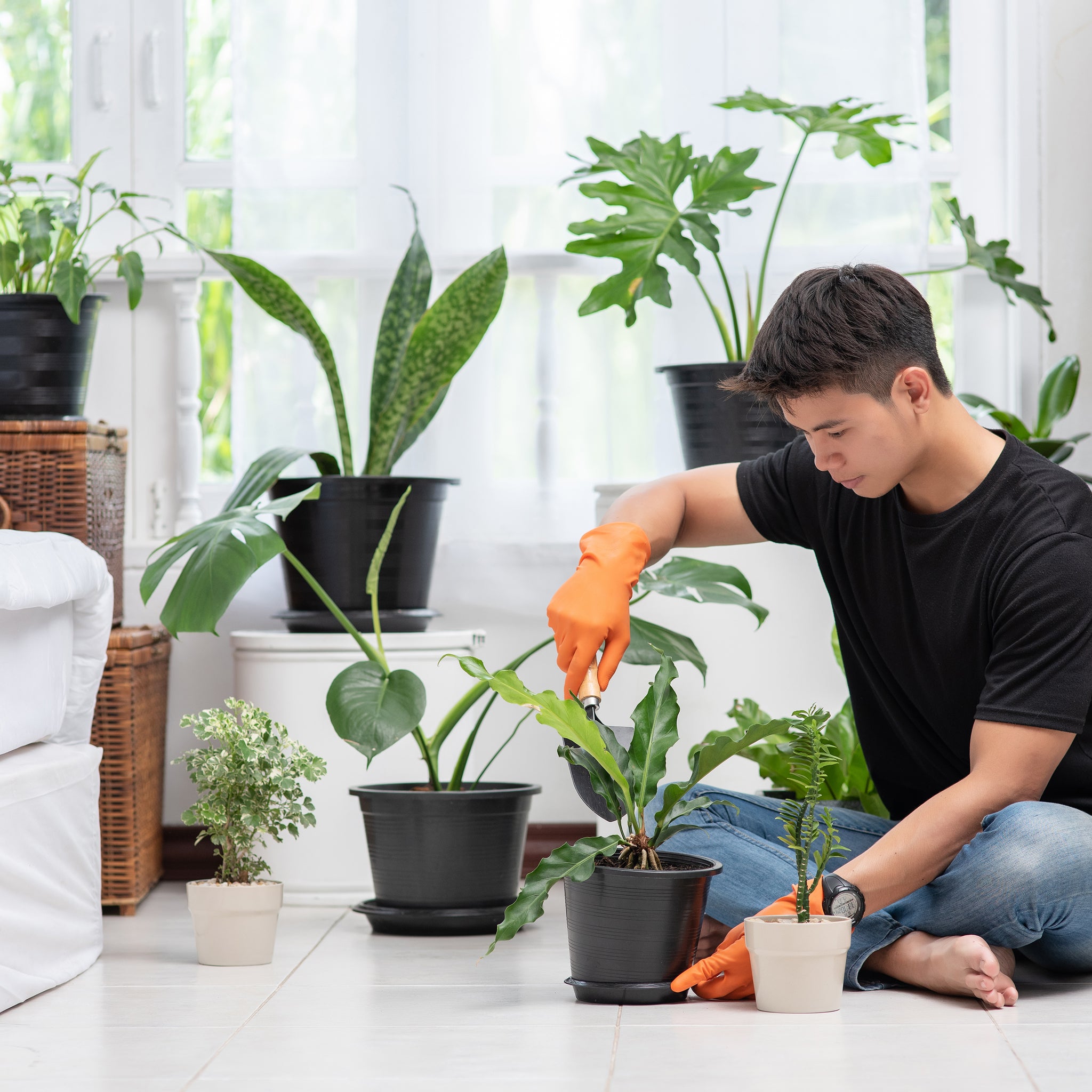 Potting soil 