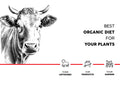 Desi Cow manure