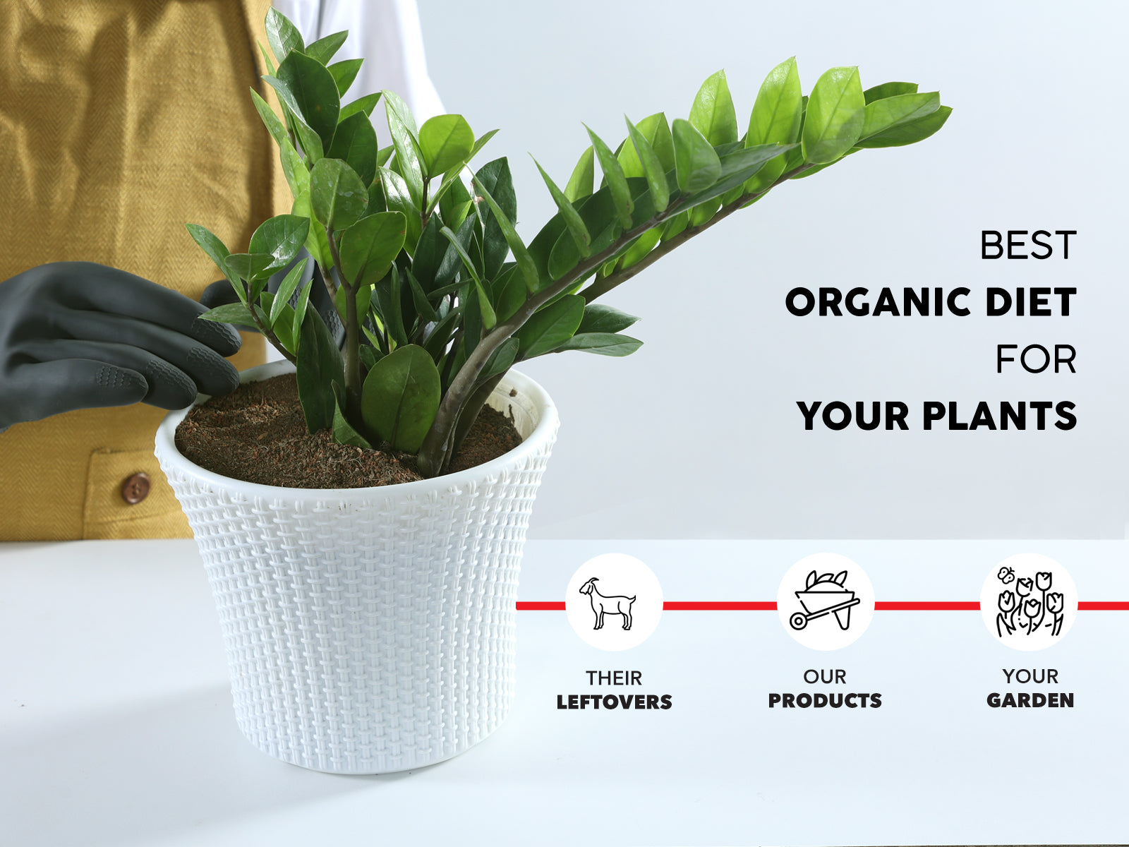 Potting mix for indoor plants